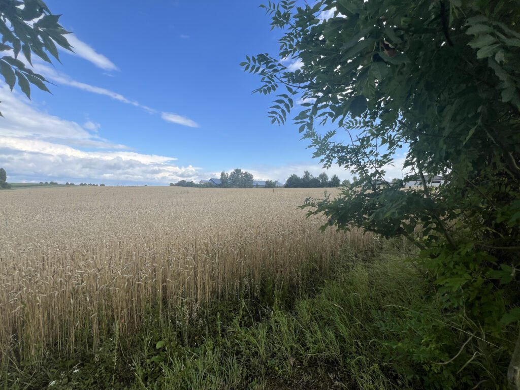 Prodej stavebního pozemku